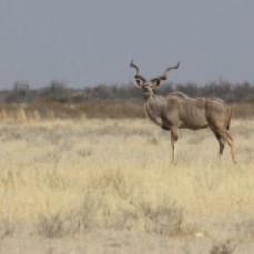 Botswana_kudu