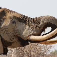 29_Lunch_Elephant_Drinking_Close